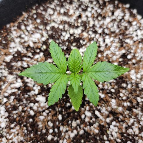 Lucy 2.0 growlog timeline photo