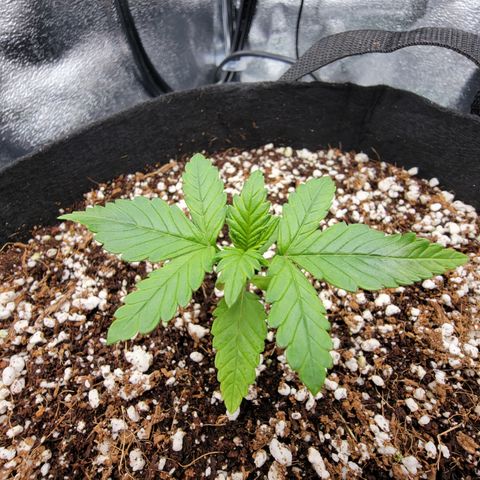 Lucy 2.0 growlog timeline photo