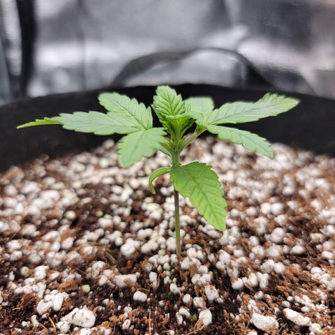 Lucy 2.0 growlog timeline photo