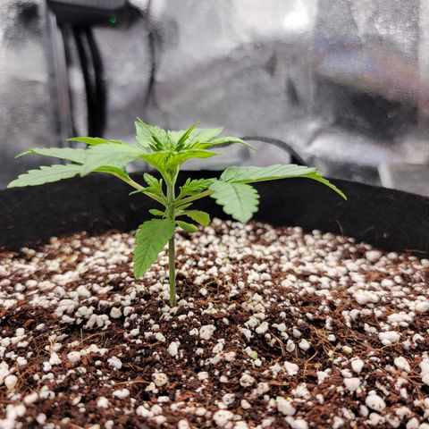 Lucy 2.0 growlog timeline photo
