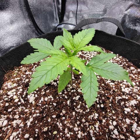 Lucy 2.0 growlog timeline photo