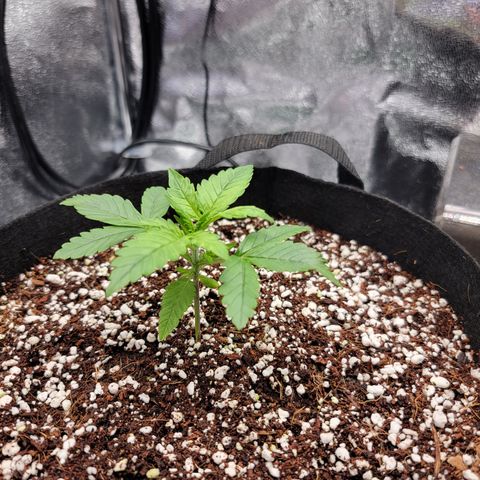 Lucy 2.0 growlog timeline photo
