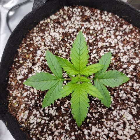 Lucy 2.0 growlog timeline photo
