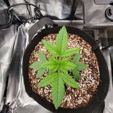 Lucy 2.0 growlog timeline photo
