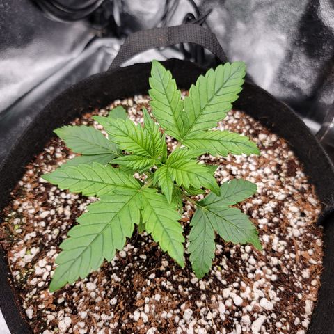 Lucy 2.0 growlog timeline photo
