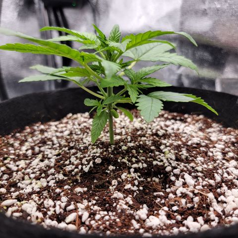 Lucy 2.0 growlog timeline photo