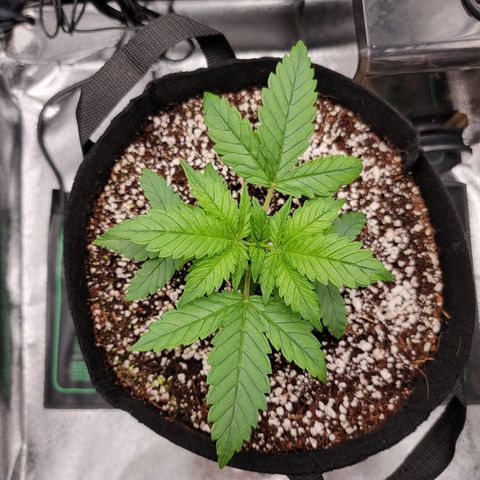 Lucy 2.0 growlog timeline photo