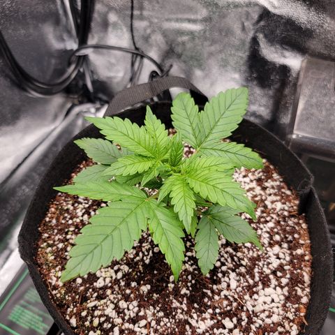 Lucy 2.0 growlog timeline photo