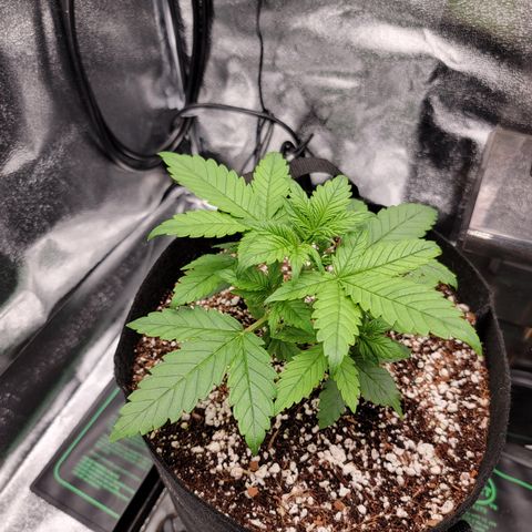 Lucy 2.0 growlog timeline photo