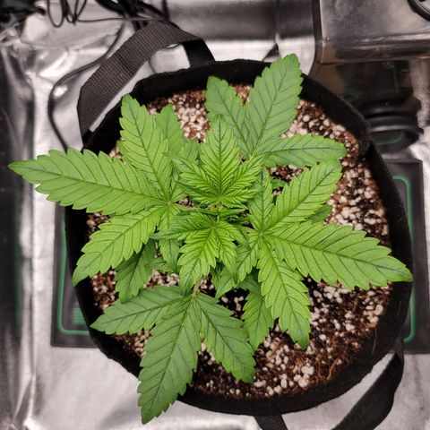 Lucy 2.0 growlog timeline photo