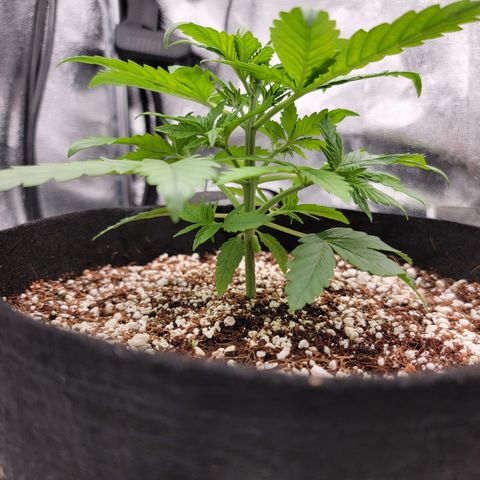 Lucy 2.0 growlog timeline photo