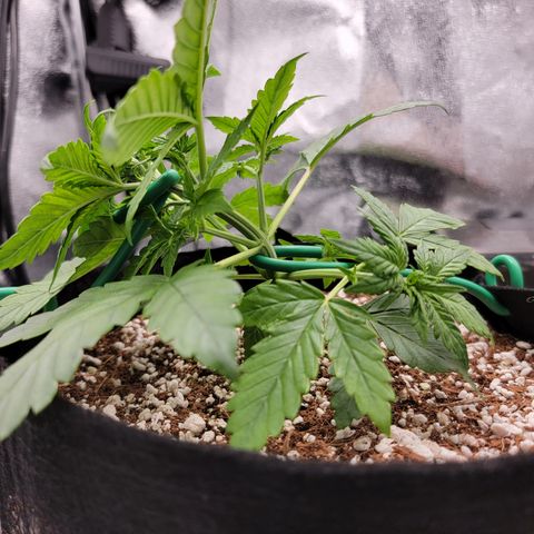 Lucy 2.0 growlog timeline photo