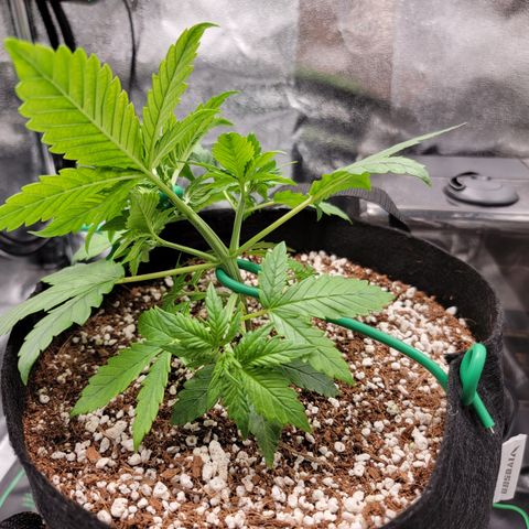 Lucy 2.0 growlog timeline photo