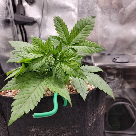 Lucy 2.0 growlog timeline photo
