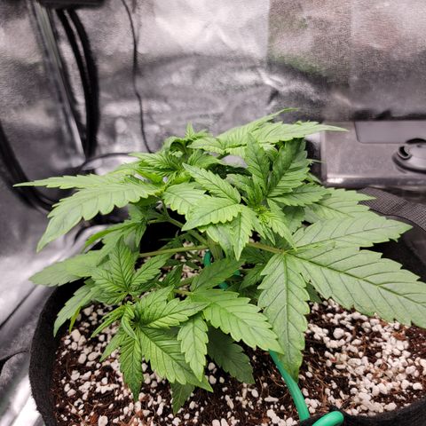 Lucy 2.0 growlog timeline photo