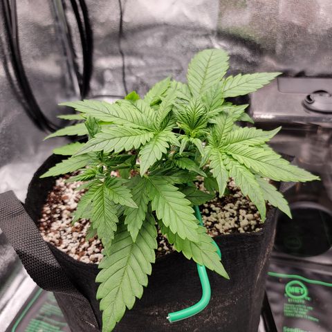 Lucy 2.0 growlog timeline photo