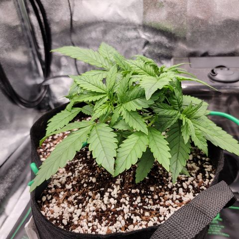 Lucy 2.0 growlog timeline photo