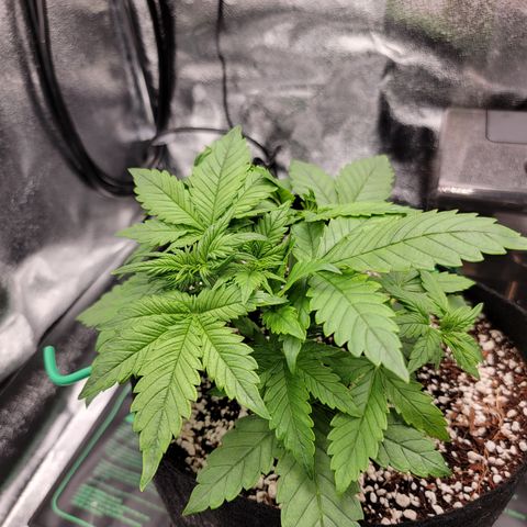 Lucy 2.0 growlog timeline photo