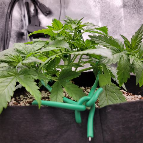 Lucy 2.0 growlog timeline photo