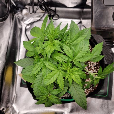 Lucy 2.0 growlog timeline photo