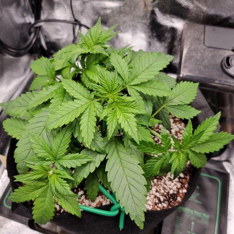 Lucy 2.0 growlog timeline photo