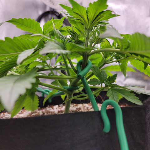 Lucy 2.0 growlog timeline photo