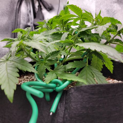 Lucy 2.0 growlog timeline photo