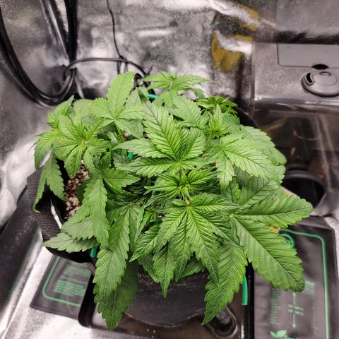 Lucy 2.0 growlog timeline photo