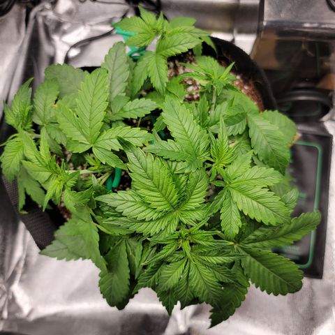 Lucy 2.0 growlog timeline photo