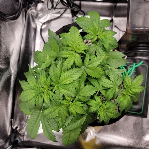 Lucy 2.0 growlog timeline photo