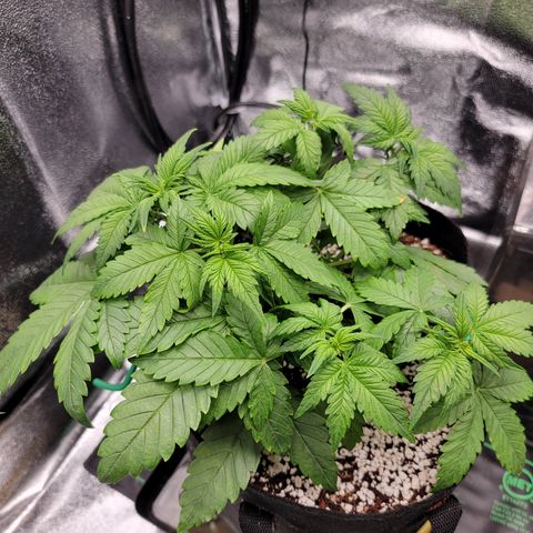 Lucy 2.0 growlog timeline photo