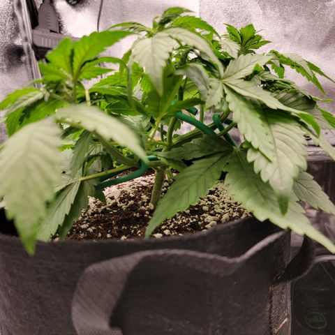 Lucy 2.0 growlog timeline photo