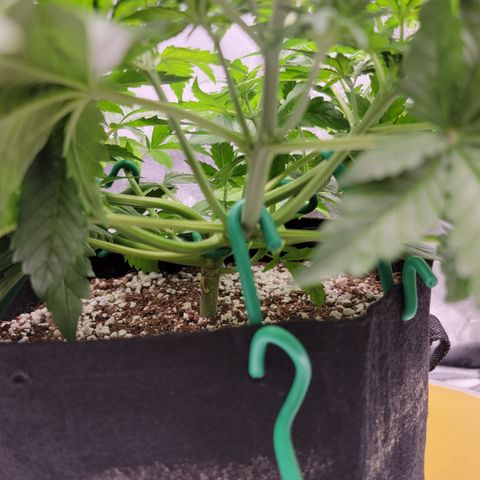 Lucy 2.0 growlog timeline photo