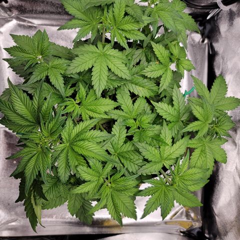 Lucy 2.0 growlog timeline photo
