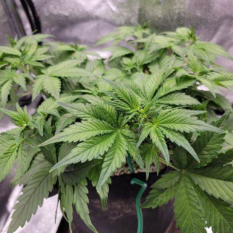 Lucy 2.0 growlog timeline photo