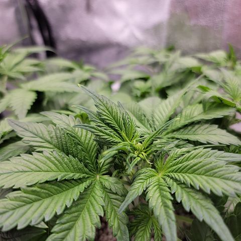 Lucy 2.0 growlog timeline photo