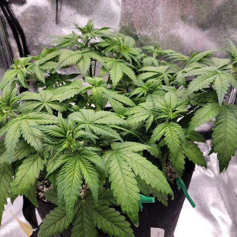 Lucy 2.0 growlog timeline photo