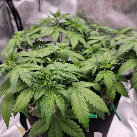 Lucy 2.0 growlog timeline photo