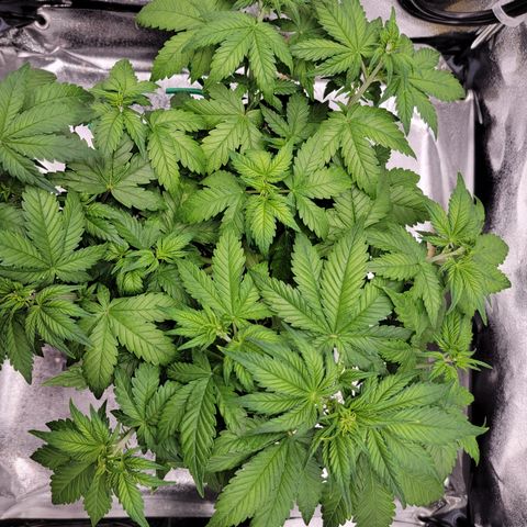 Lucy 2.0 growlog timeline photo