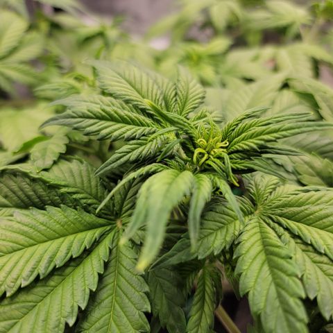 Lucy 2.0 growlog timeline photo