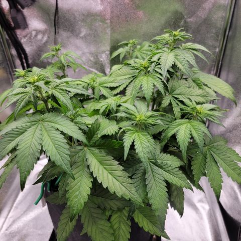 Lucy 2.0 growlog timeline photo