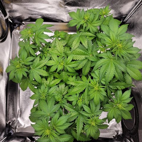 Lucy 2.0 growlog timeline photo
