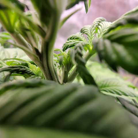 Lucy 2.0 growlog timeline photo
