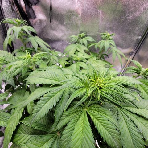 Lucy 2.0 growlog timeline photo