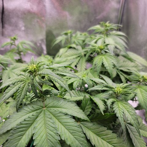 Lucy 2.0 growlog timeline photo