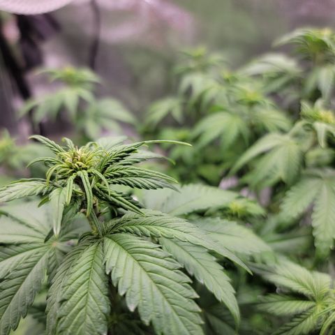 Lucy 2.0 growlog timeline photo