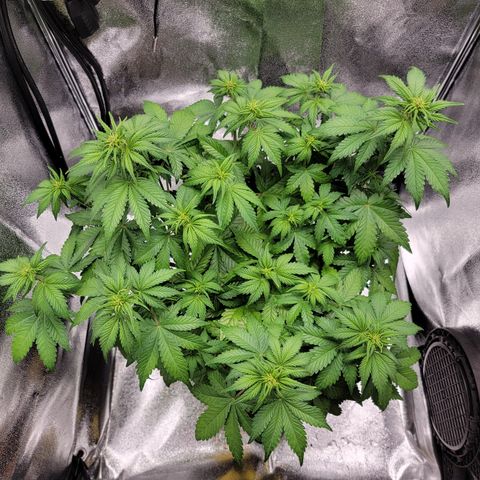 Lucy 2.0 growlog timeline photo