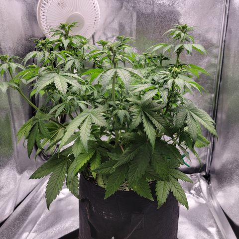 Lucy 2.0 growlog timeline photo