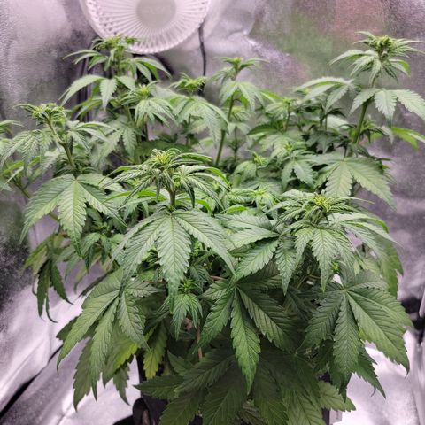 Lucy 2.0 growlog timeline photo