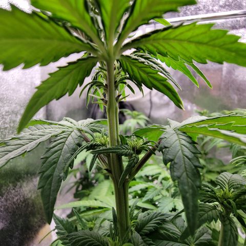Lucy 2.0 growlog timeline photo